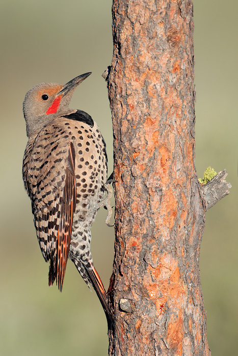 Northern Flicker (Red-shafted Flicker)