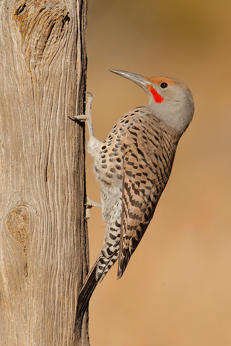 Northern Flicker (Red-shafted Flicker)