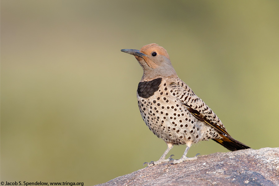 Gilded Flicker