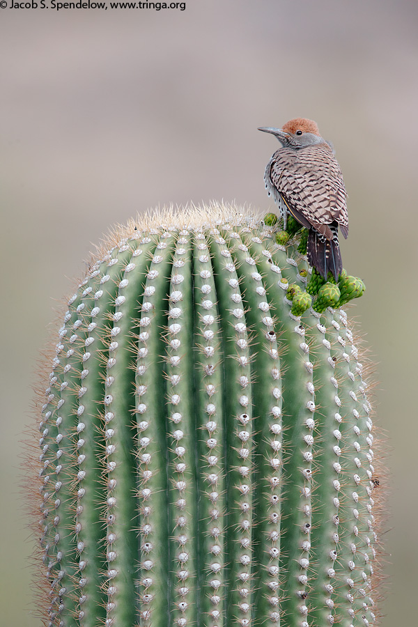 Gilded Flicker