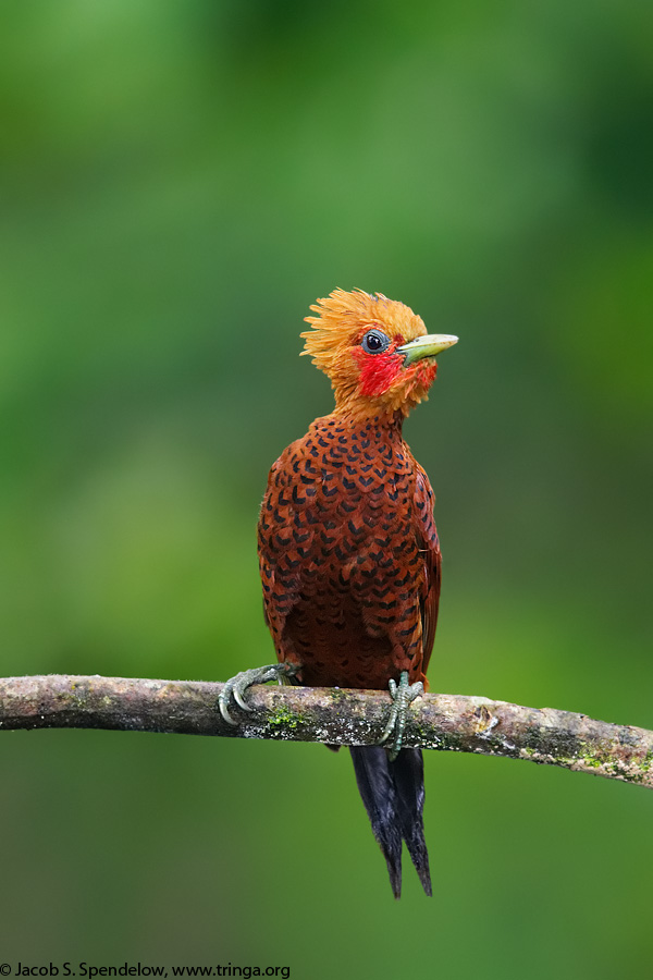 Chestnut-colored Woodpecker