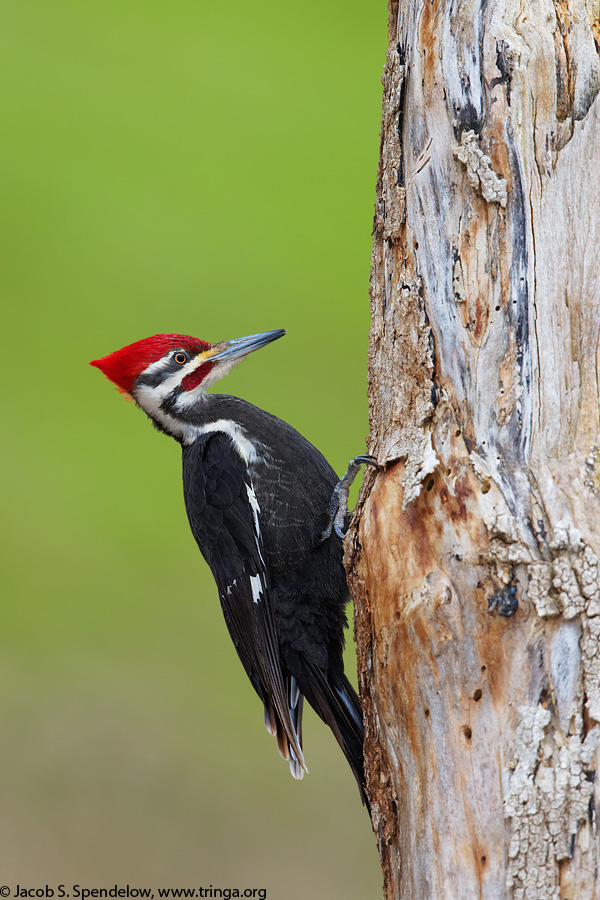 Pileated Woodpecker