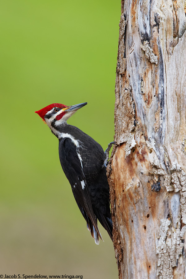 Pileated Woodpecker