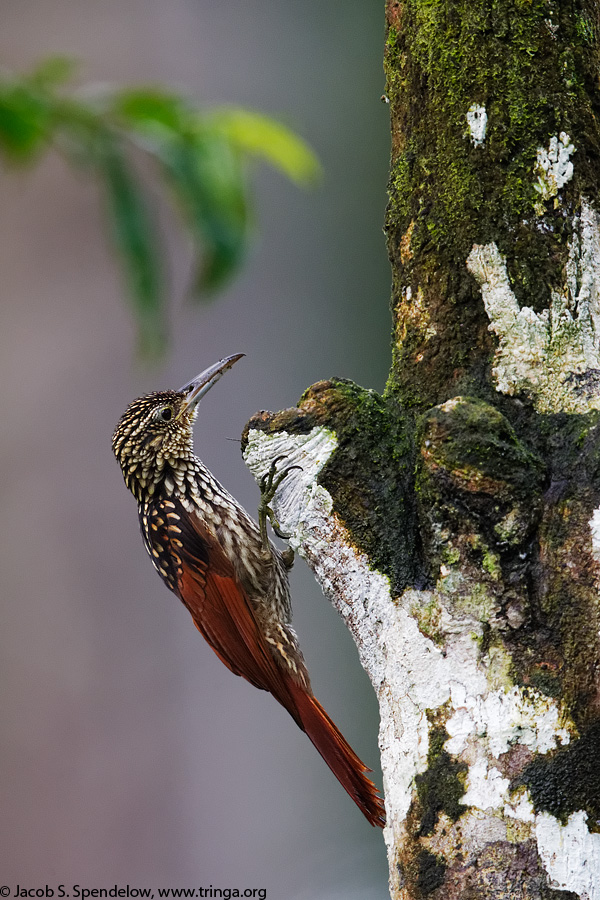 Black-striped Woodcreeper