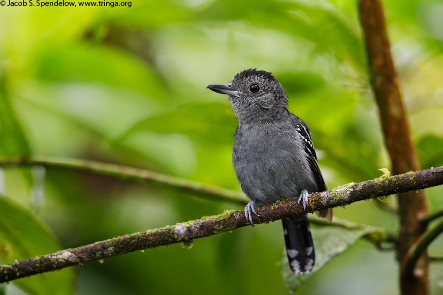 Black-crowned Antshrike