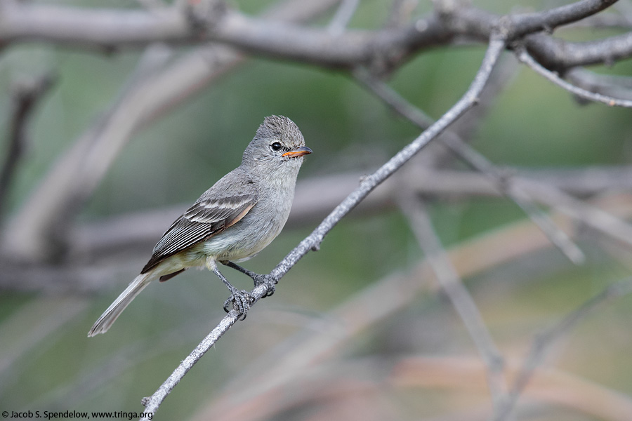 Northern Beardless-Tyrannulet