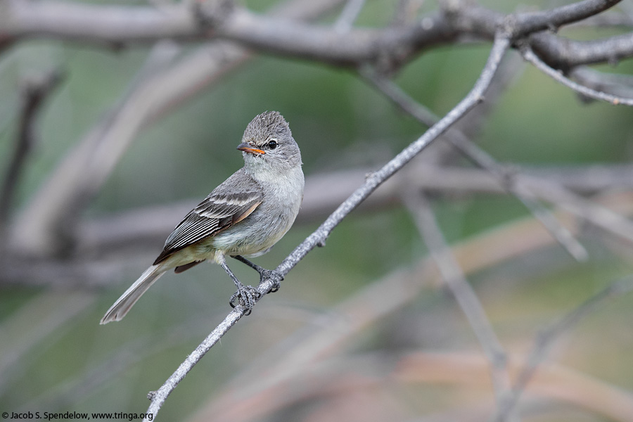 Northern Beardless-Tyrannulet