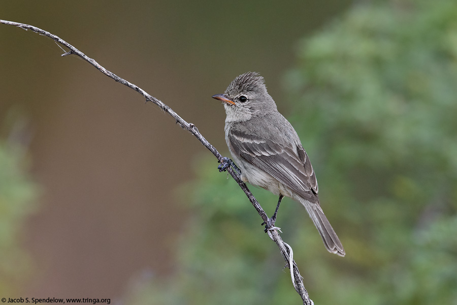 Northern Beardless-Tyrannulet