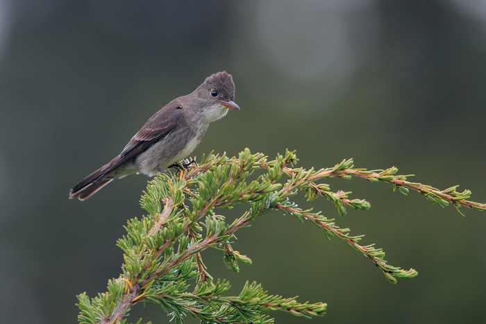 Olive-sided Flycatcher