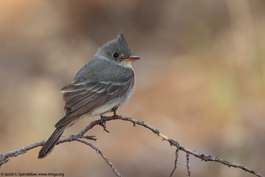 Greater Pewee