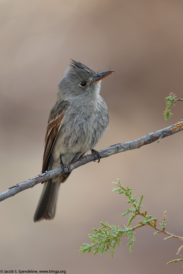 Greater Pewee