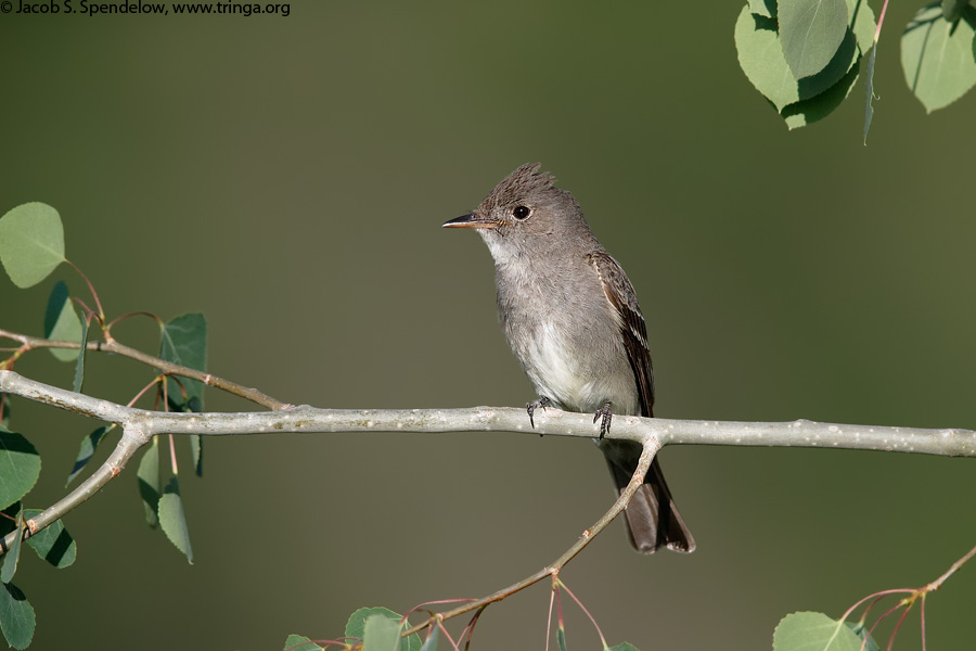 Western Wood-Pewee