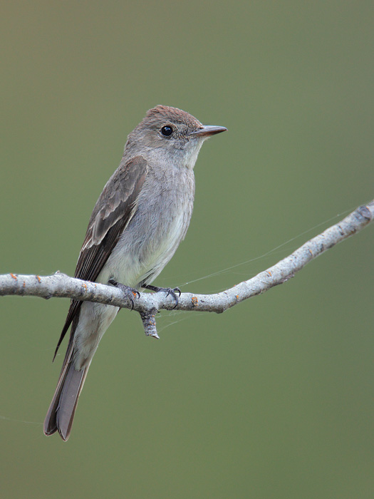 Western Wood-Pewee