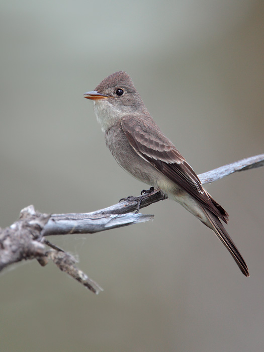 Western Wood-Pewee