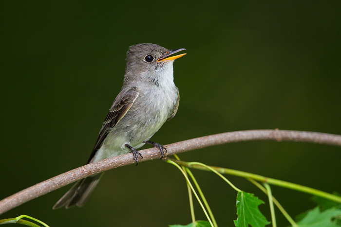 Eastern Wood-Pewee