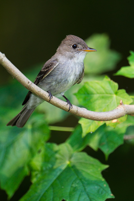 Eastern Wood-Pewee