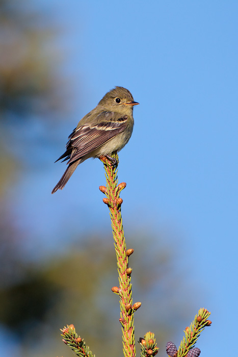 Yellow-bellied Flycatcher