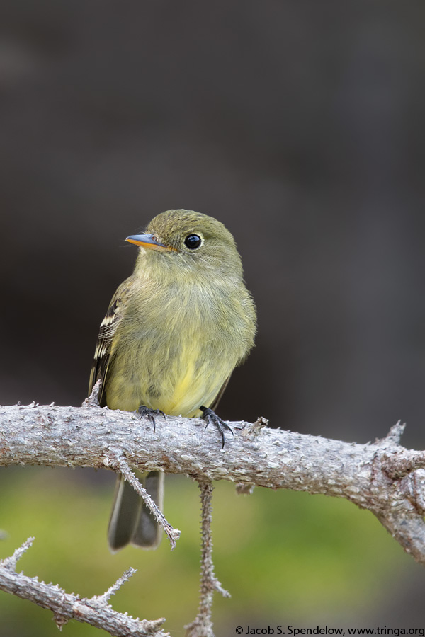 Yellow-bellied Flycatcher