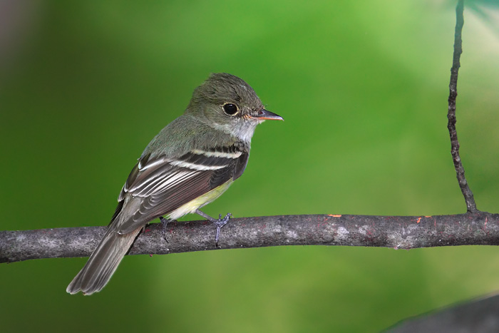 Acadian Flycatcher