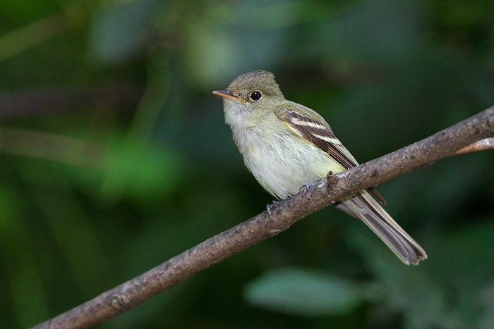 Acadian Flycatcher