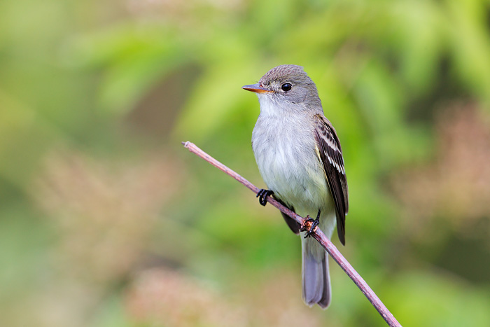 Alder Flycatcher