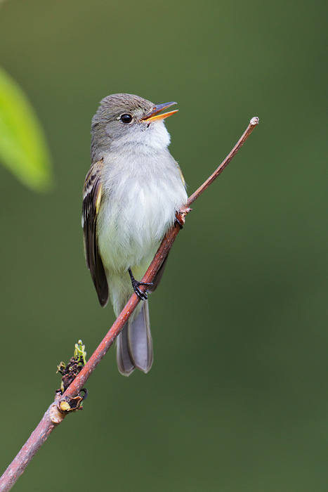 Alder Flycatcher