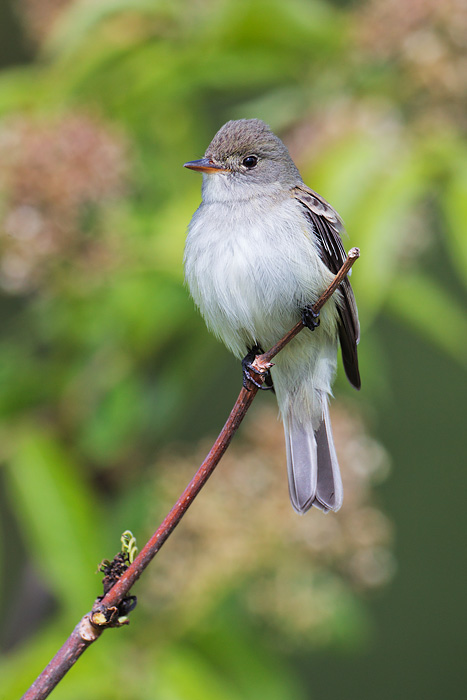 Alder Flycatcher