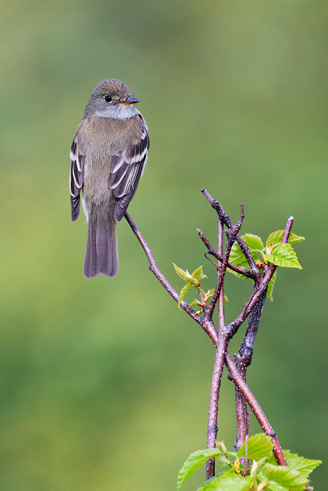 Alder Flycatcher