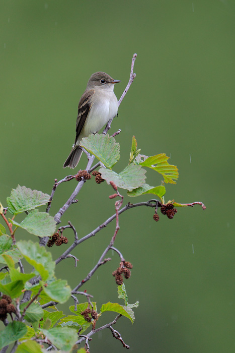 Alder Flycatcher