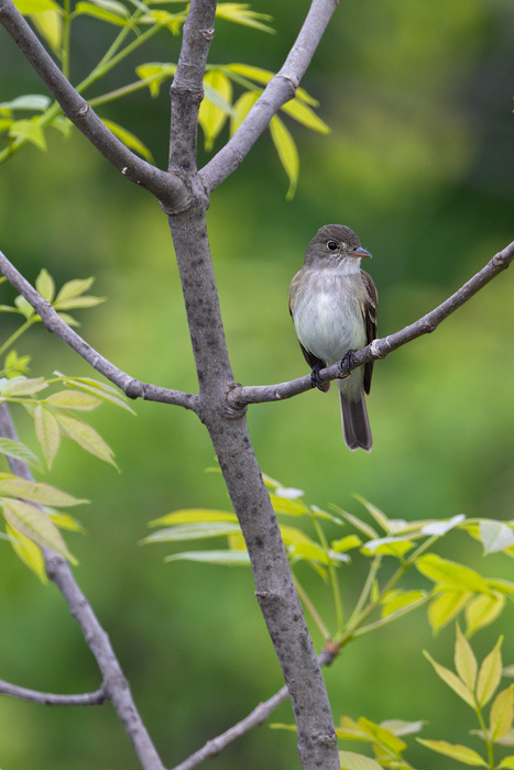 Willow Flycatcher