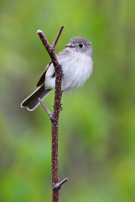 Least Flycatcher