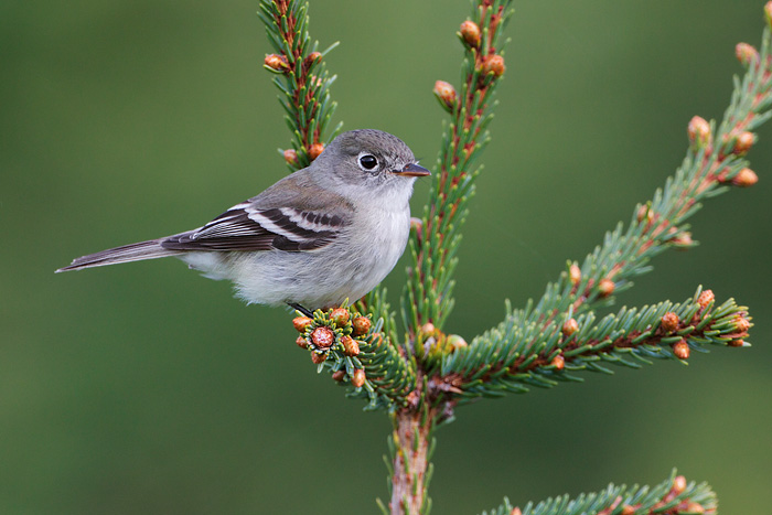 Least Flycatcher