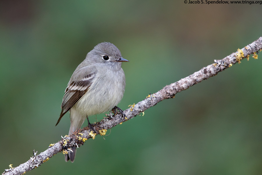 Hammond's Flycatcher