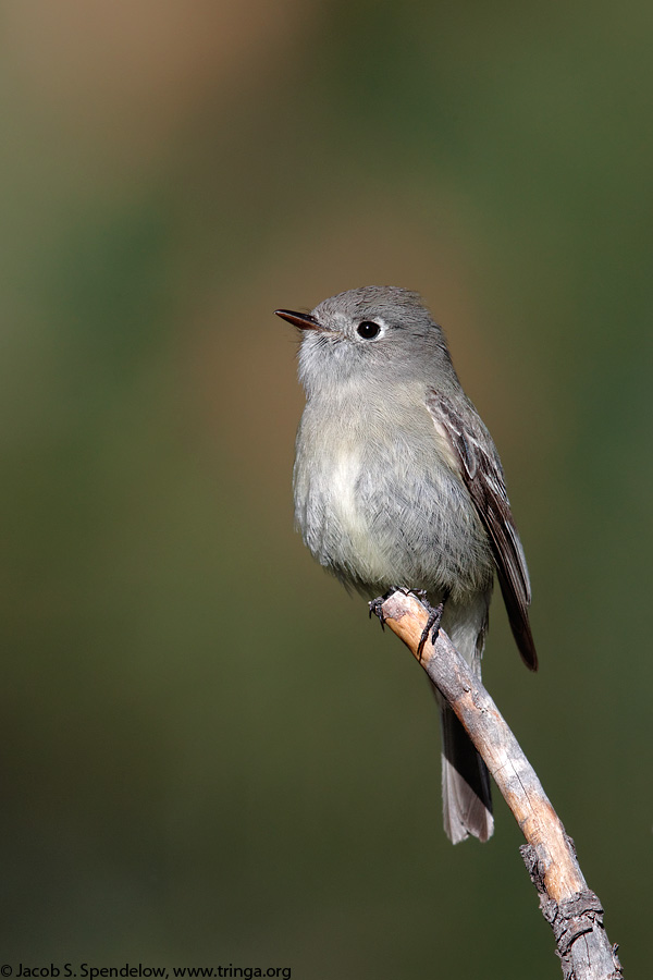 Hammond's Flycatcher