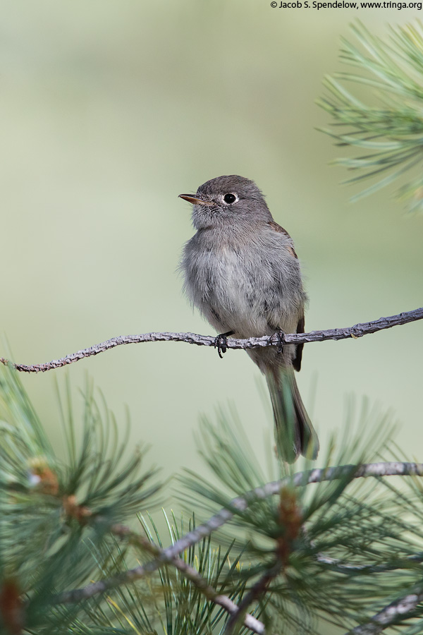 Hammond's Flycatcher