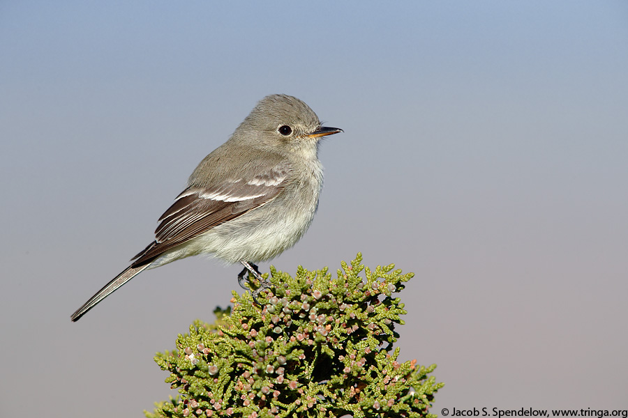 Gray Flycatcher