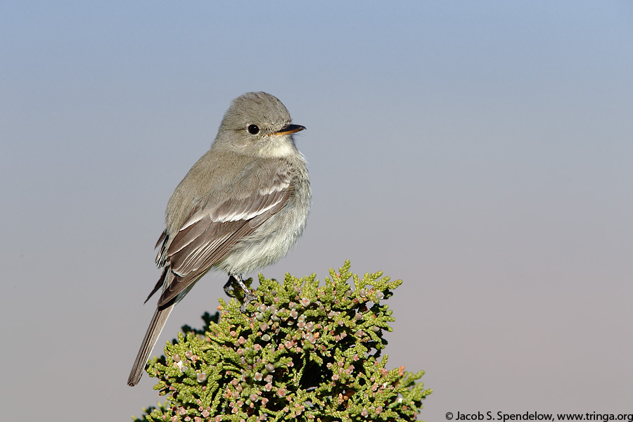 Gray Flycatcher