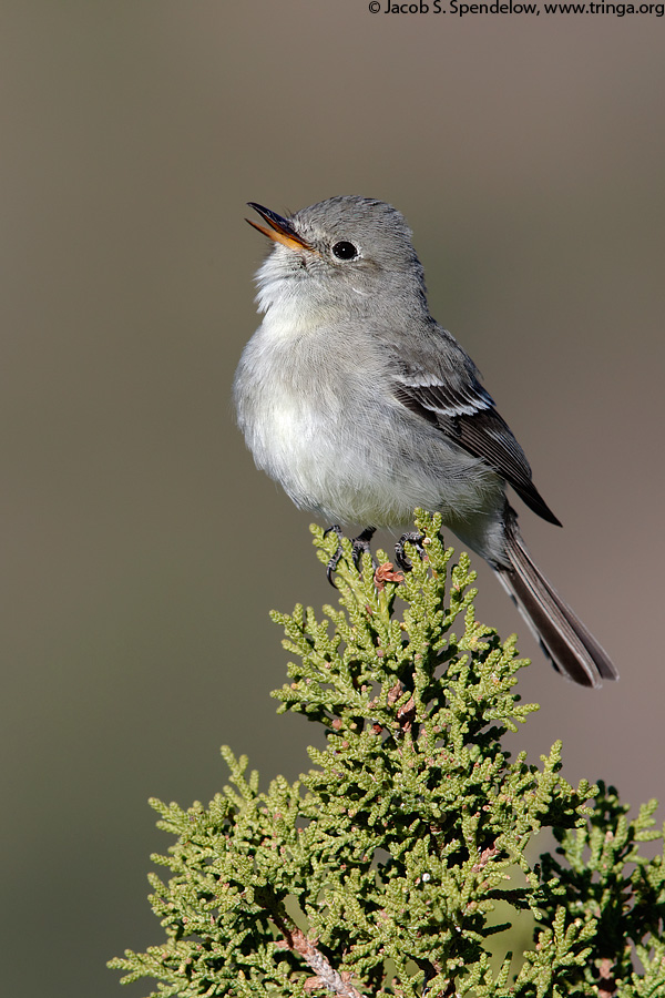 Gray Flycatcher