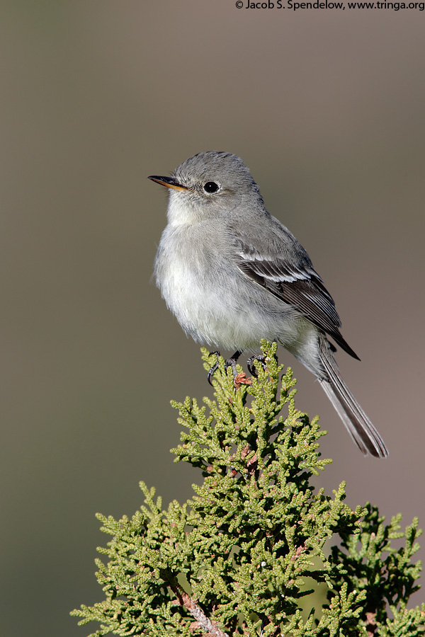 Gray Flycatcher