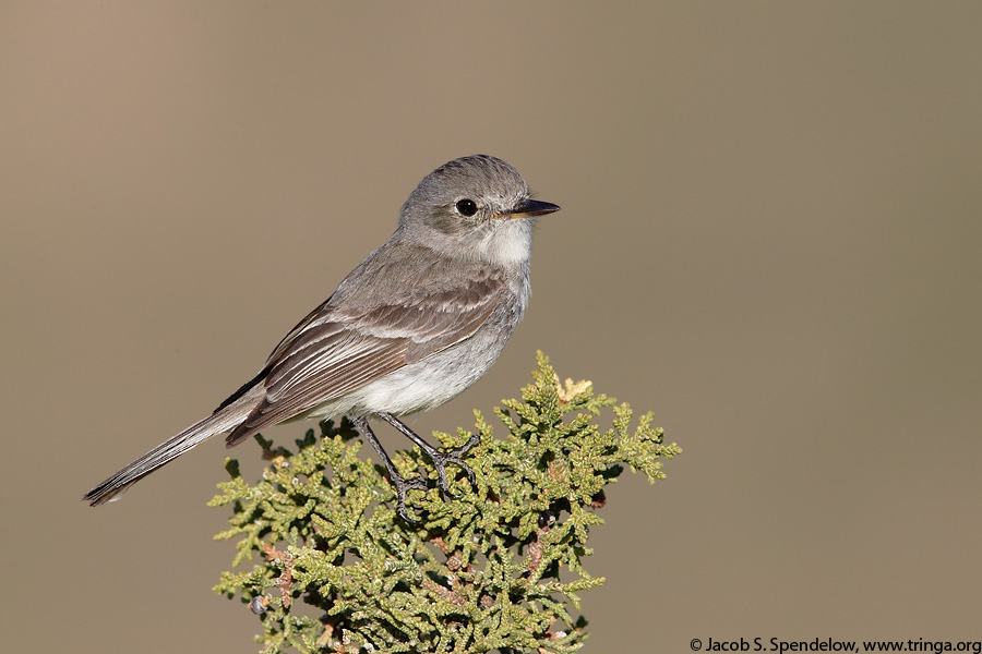 Gray Flycatcher