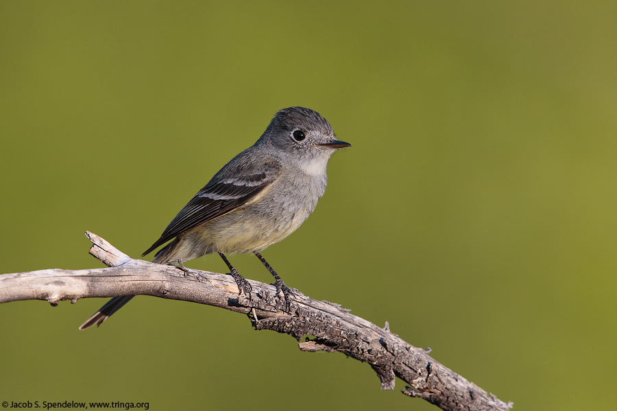 Dusky Flycatcher