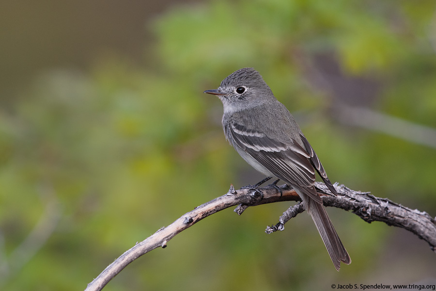 Dusky Flycatcher