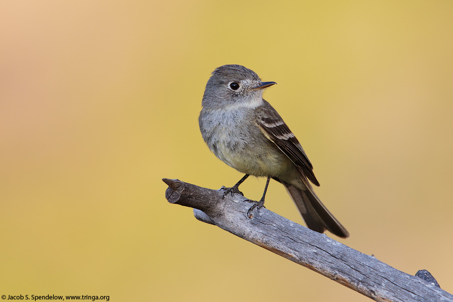 Dusky Flycatcher