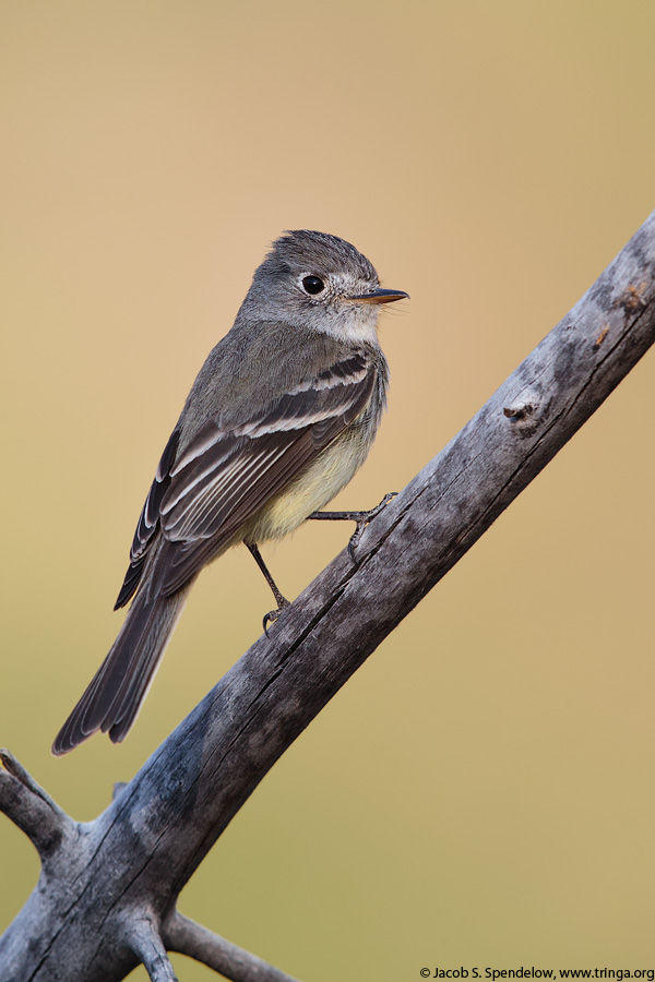 Dusky Flycatcher