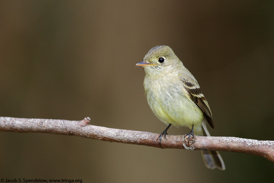 Pacific-slope Flycatcher