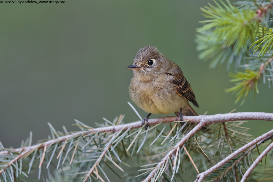 Cordilleran Flycatcher