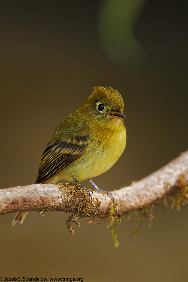 Yellowish Flycatcher