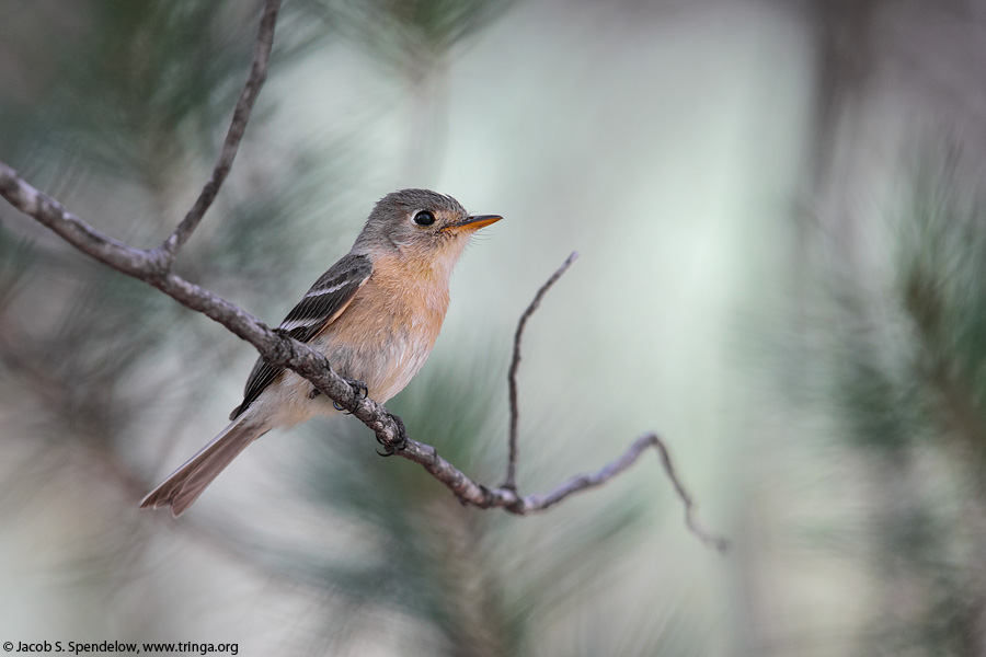 Buff-breasted Flycatcher