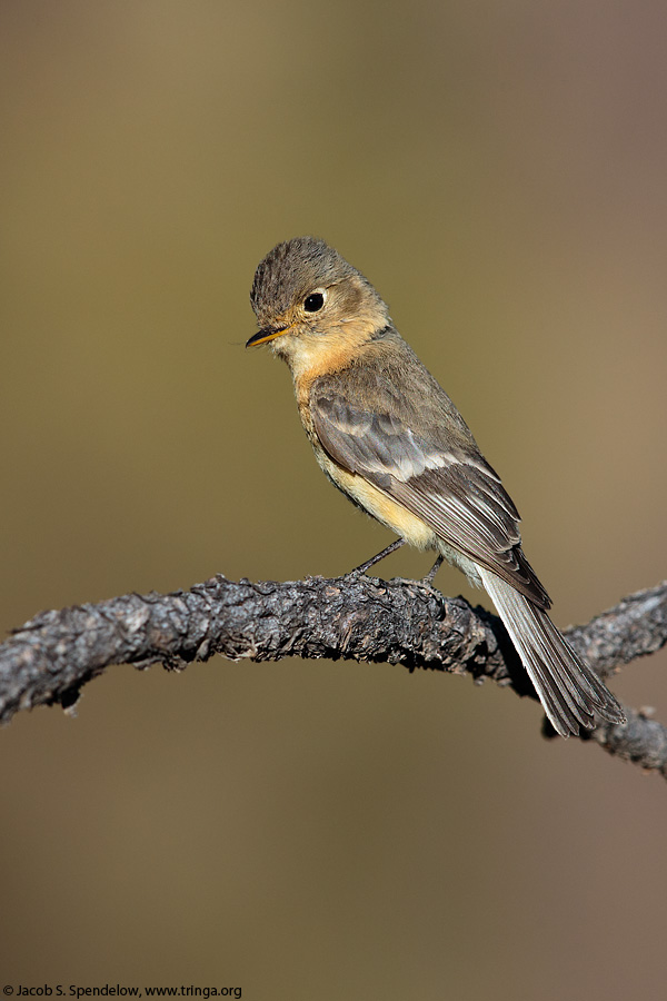 Buff-breasted Flycatcher