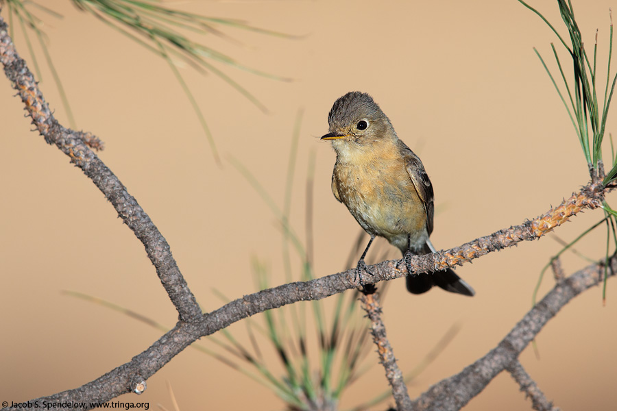 Buff-breasted Flycatcher